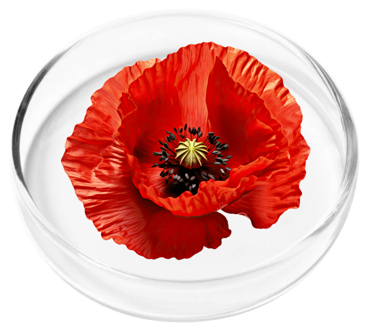 Nervovive ingredient California Poppy Seed